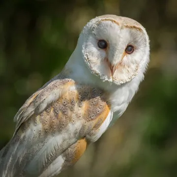 編輯觀點人物照